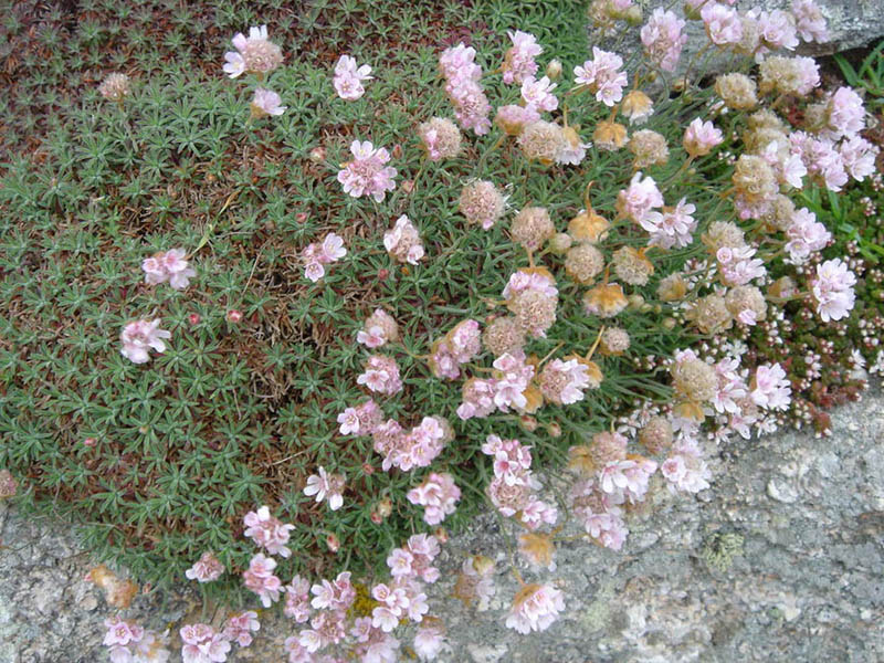 Armeria pubigera 3